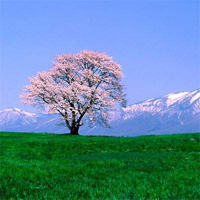 开元官网版下载企业版