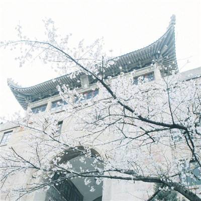 摇钱树338833